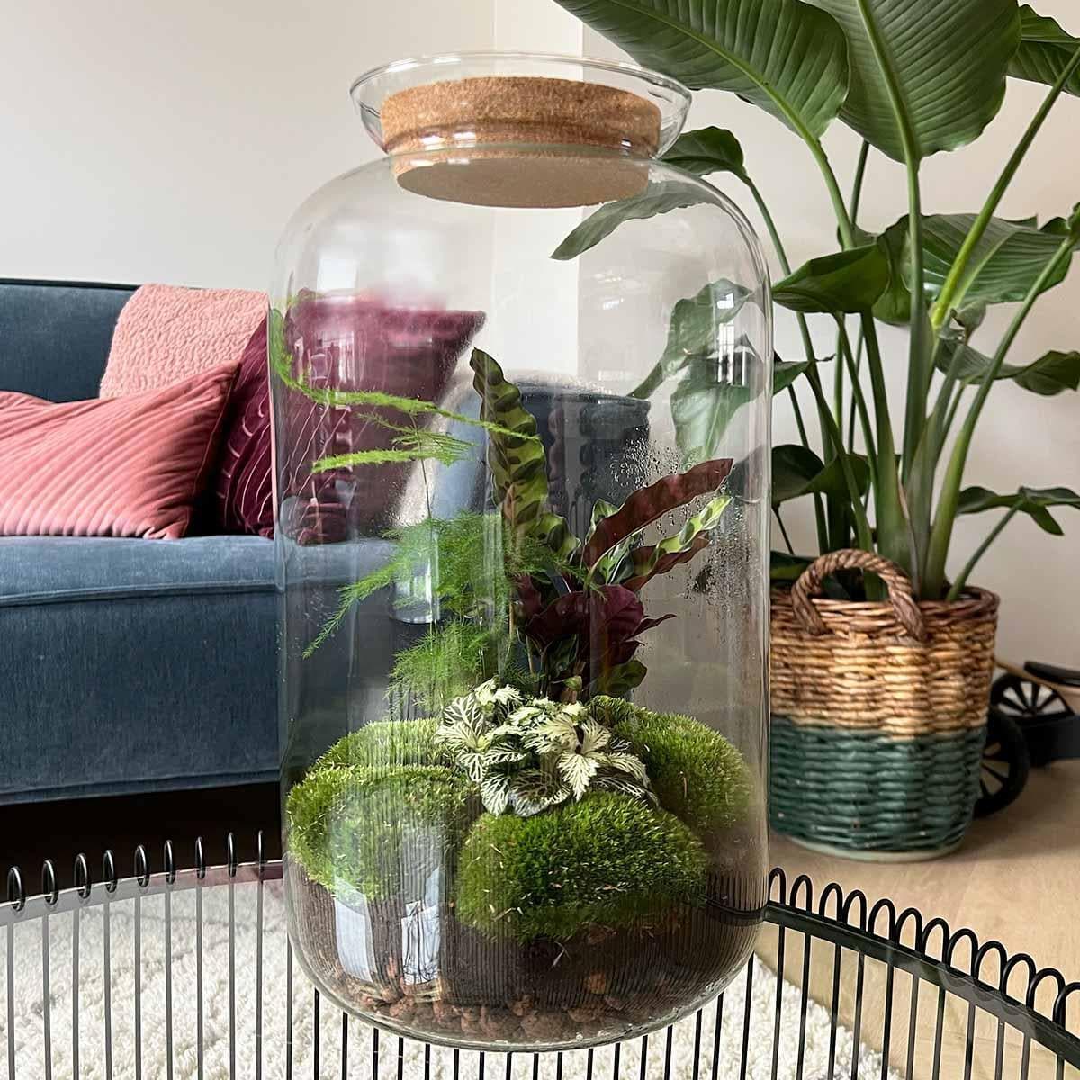 Botanischer Flaschengarten 'Sven XL' - Elegantes Terrarium mit Korkdeckel und Pflanzenensemble - 43 cm Höhe Pflegeleichte Pflanze - grüne-wurzel