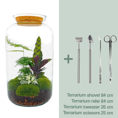 Botanischer Flaschengarten 'Sven XL' - Elegantes Terrarium mit Korkdeckel und Pflanzenensemble - 43 cm Höhe Pflegeleichte Pflanze - grüne-wurzel