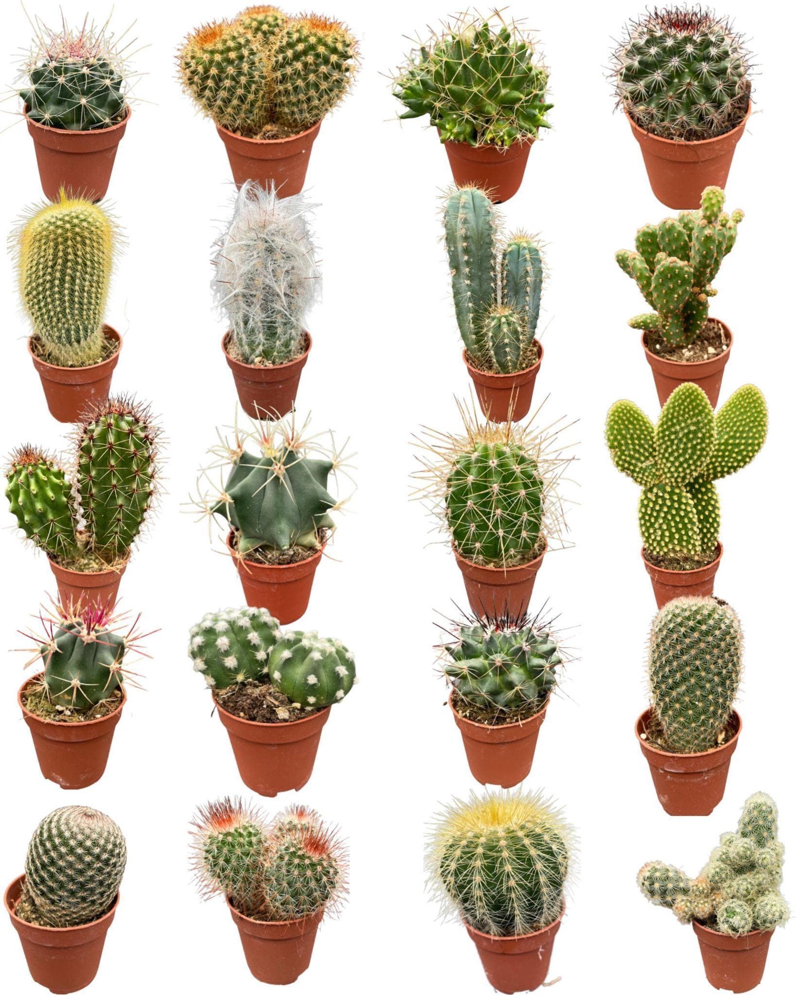 Cactus Haven – 20 Verschiedene Sorten in Mini-Töpfen, Ø5.5 cm, Höhe 6-12 cm – Perfektes Grün für jeden Raum - grüne-wurzel