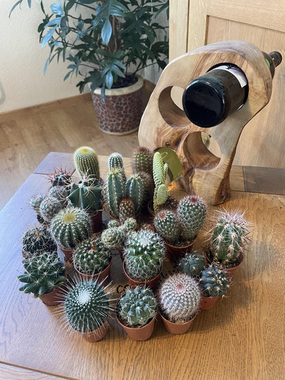 Cactus Haven – 20 Verschiedene Sorten in Mini-Töpfen, Ø5.5 cm, Höhe 6-12 cm – Perfektes Grün für jeden Raum - grüne-wurzel