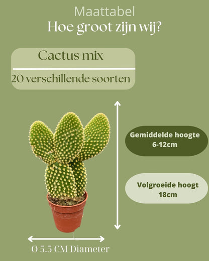 Cactus Haven – 20 Verschiedene Sorten in Mini-Töpfen, Ø5.5 cm, Höhe 6-12 cm – Perfektes Grün für jeden Raum - grüne-wurzel