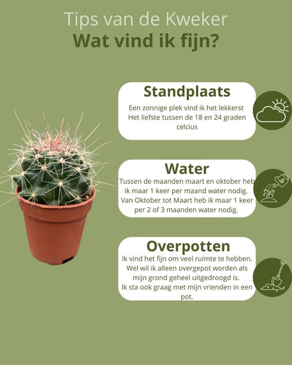 Cactus Haven – 20 Verschiedene Sorten in Mini-Töpfen, Ø5.5 cm, Höhe 6-12 cm – Perfektes Grün für jeden Raum - grüne-wurzel