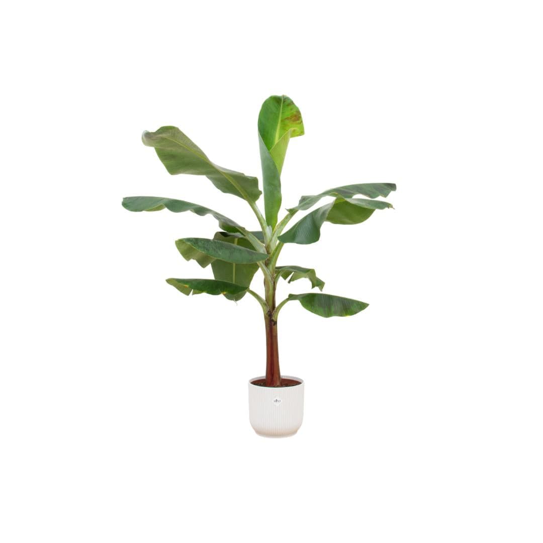 Combi deal - Banana plant (Musa) including Ocean Round atlantic blue Ø22 - 120 cm