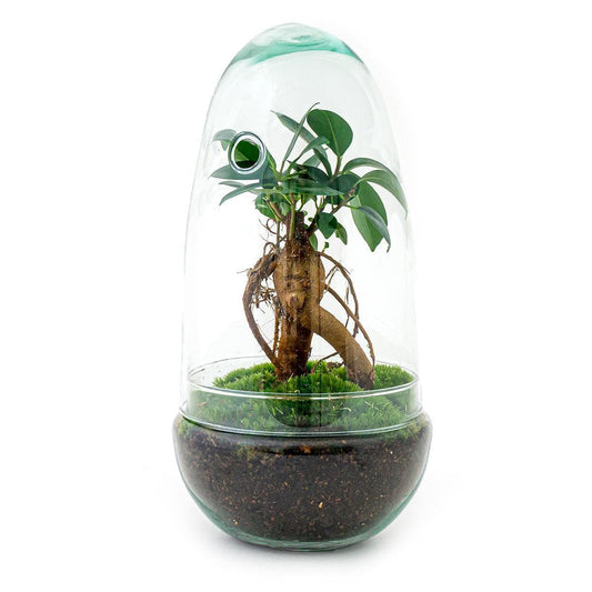 DIY Flaschengarten DIY Terrarium Set "Ei Bonsai" – 25 cm Hoch – Mit Ficus Ginseng und Selbstbewässerungs-Ökosystem - Bonsai Terrarium Pflanzen - grüne-wurzel