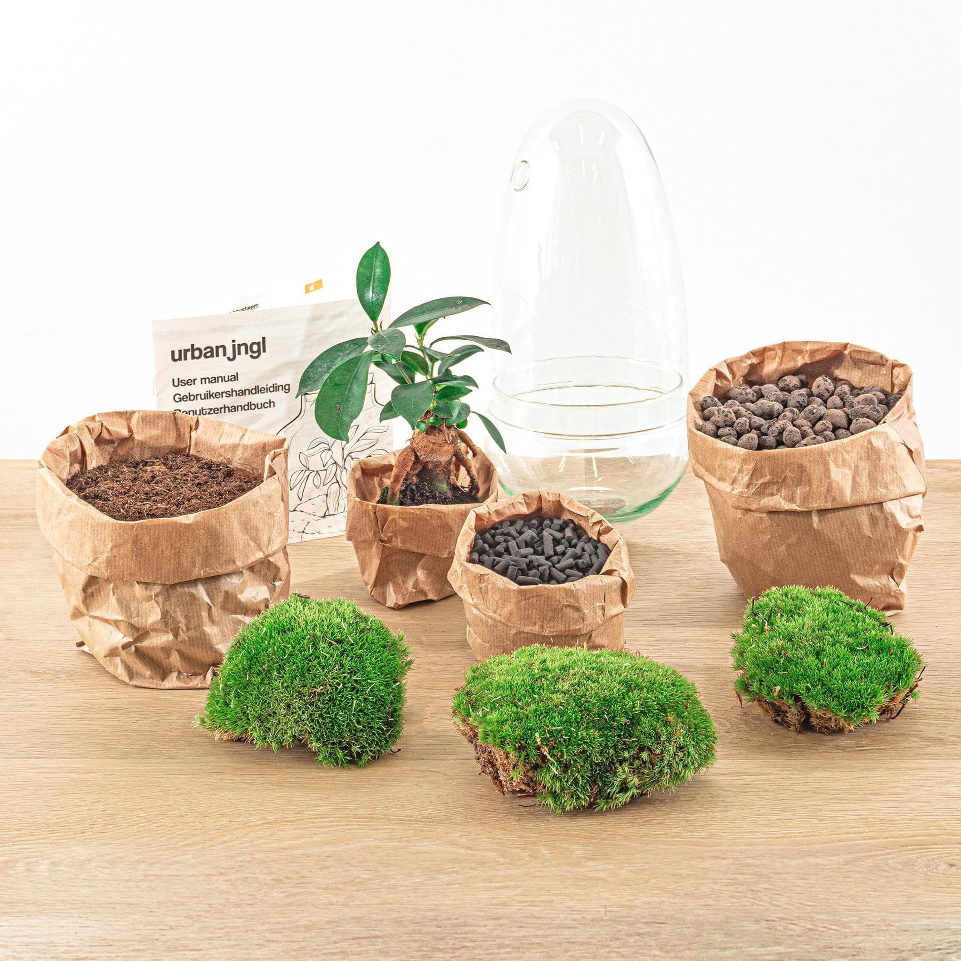 DIY Flaschengarten DIY Terrarium Set "Ei Bonsai" – 25 cm Hoch – Mit Ficus Ginseng und Selbstbewässerungs-Ökosystem - Bonsai Terrarium Pflanzen - grüne-wurzel