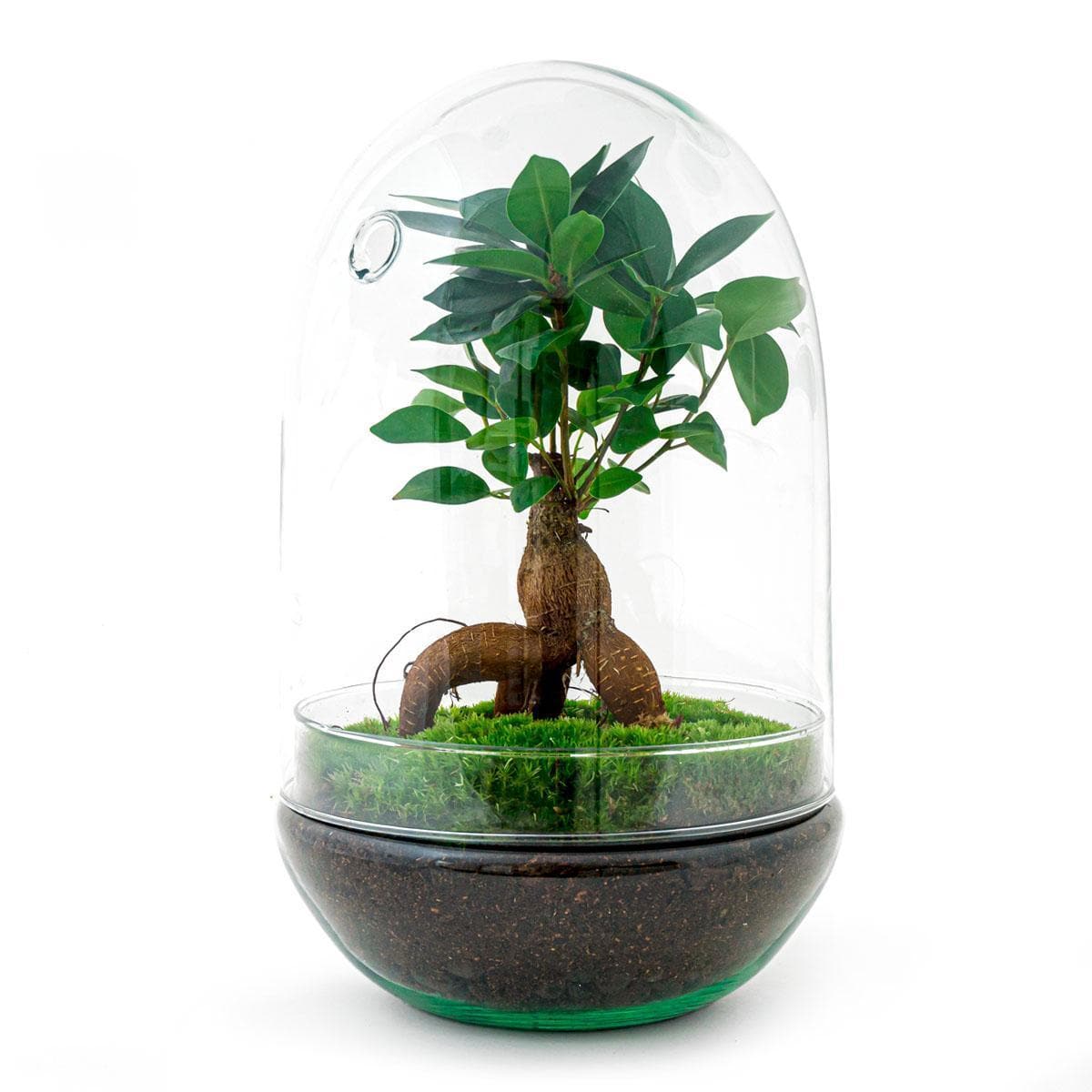 DIY Flaschengarten Ei XL Bonsai – Ficus Ginseng Bonsai Autarkes Pflanzen Terrarium Set Ø 17 cm, Höhe 30 cm – Ideal für Home-Office & Wohnambiente - grüne-wurzel