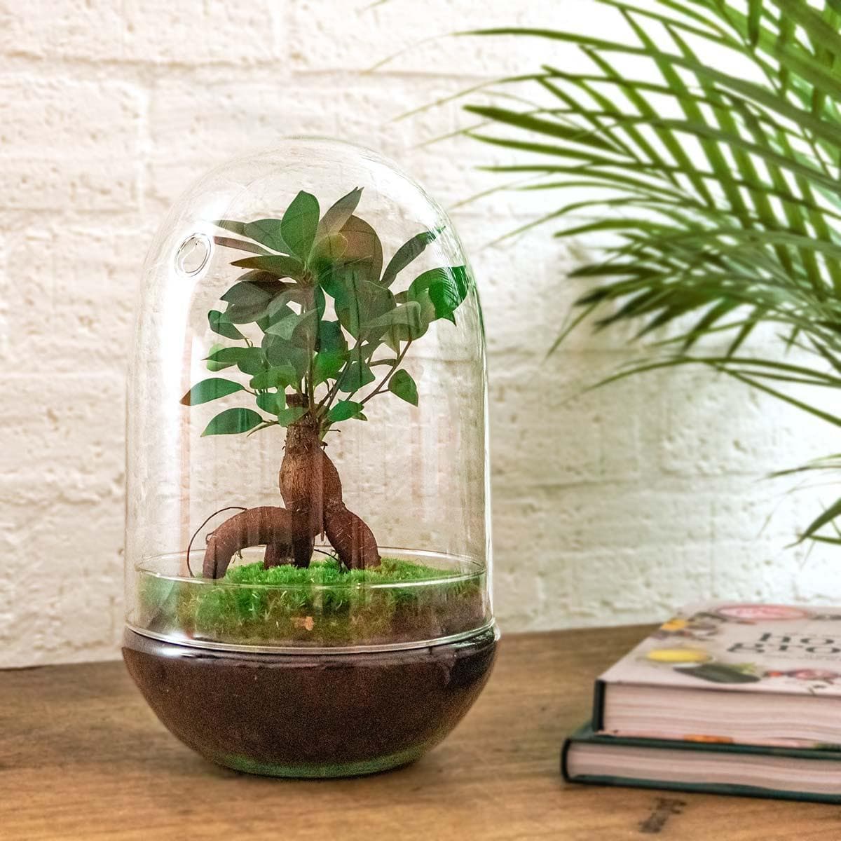 DIY Flaschengarten Ei XL Bonsai – Ficus Ginseng Bonsai Autarkes Pflanzen Terrarium Set Ø 17 cm, Höhe 30 cm – Ideal für Home-Office & Wohnambiente - grüne-wurzel