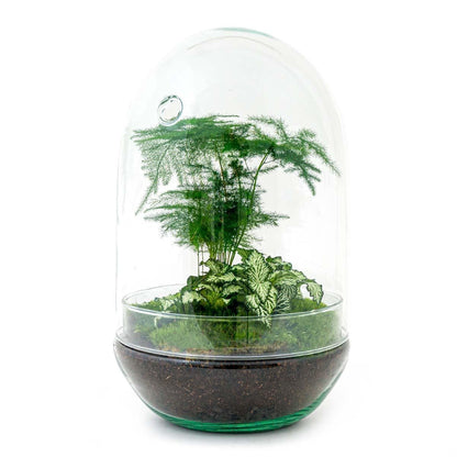 DIY Flaschengarten Ei XL – Do-It-Yourself Pflanzterrarium Set mit Fittonia & Spargel – Ø 17 cm, Höhe 30 cm Terrarium Pflanzen - grüne-wurzel