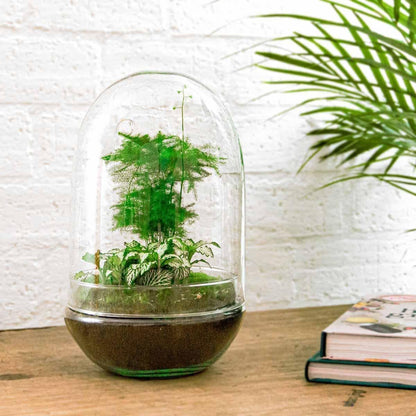 DIY Flaschengarten Ei XL – Do-It-Yourself Pflanzterrarium Set mit Fittonia & Spargel – Ø 17 cm, Höhe 30 cm Terrarium Pflanzen - grüne-wurzel