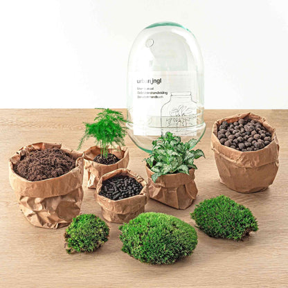 DIY Flaschengarten Ei XL – Do-It-Yourself Pflanzterrarium Set mit Fittonia & Spargel – Ø 17 cm, Höhe 30 cm Terrarium Pflanzen - grüne-wurzel