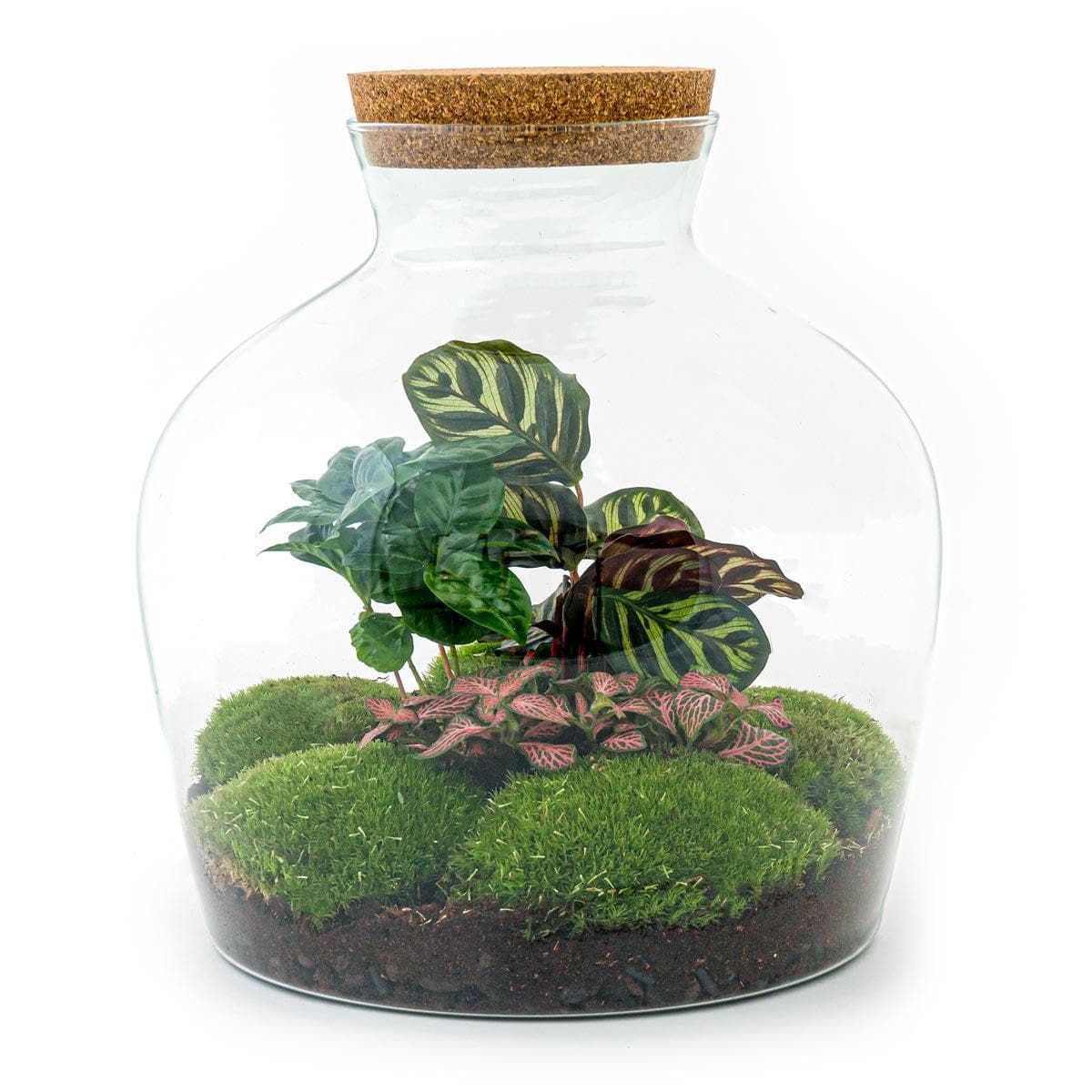 DIY Flaschengarten Fat Joe Coffea – Elegantes Pflanzen Terrarium mit Kaffeepflanze, Calathea und Fittonia, Ø 29 cm, Höhe 30 cm - grüne-wurzel