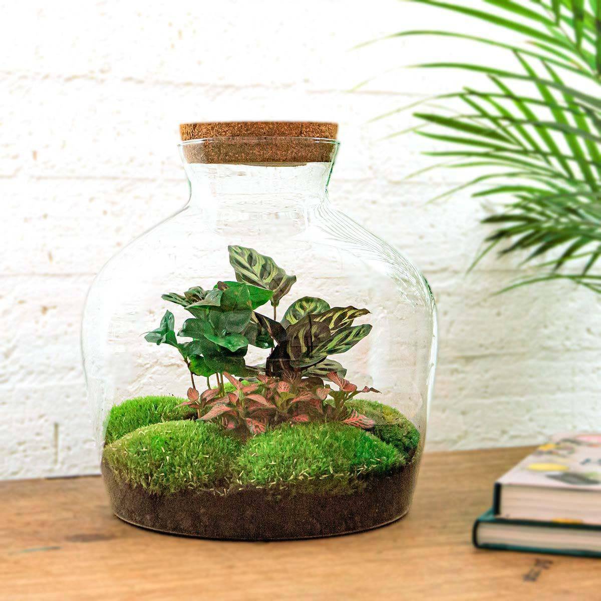 DIY Flaschengarten Fat Joe Coffea – Elegantes Pflanzen Terrarium mit Kaffeepflanze, Calathea und Fittonia, Ø 29 cm, Höhe 30 cm - grüne-wurzel