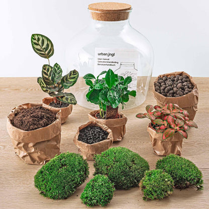 DIY Flaschengarten Fat Joe Coffea – Elegantes Pflanzen Terrarium mit Kaffeepflanze, Calathea und Fittonia, Ø 29 cm, Höhe 30 cm - grüne-wurzel