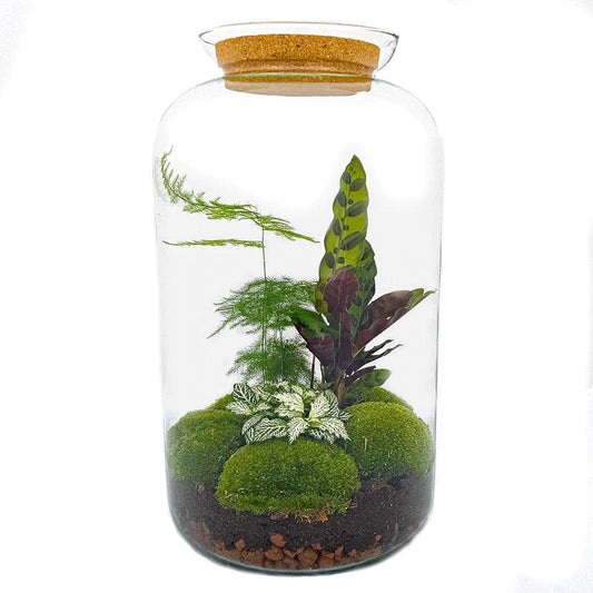 DIY Flaschengarten Selbstversorgendes Botanik-Terrarium Set Sven XL - Urbaner Dschungel - 43 cm mit Gartenwerkzeug Rechen + Schaufel + Pinzette Pflanzen - grüne-wurzel