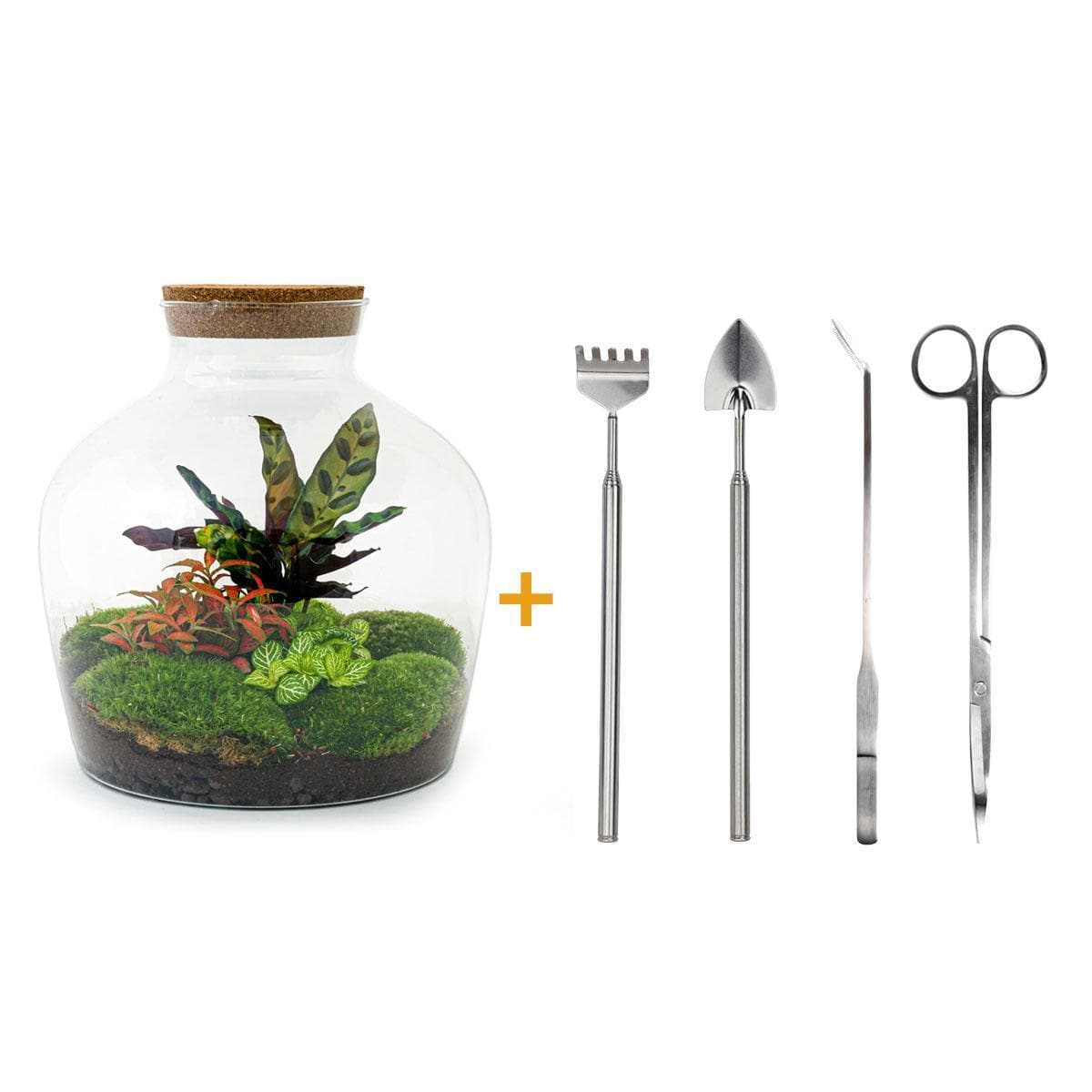 DIY Flaschengarten-Set "Fat Joe Rot" mit Premium Pflanzenauswahl & Gartenwerkzeug-Kit (Rechen + Schaufel + Pinzette + Schere)– Höhe: 30 cm – Pflegeleichtes Mini-Ökosystem Terrarium Pflanzen - grüne-wurzel