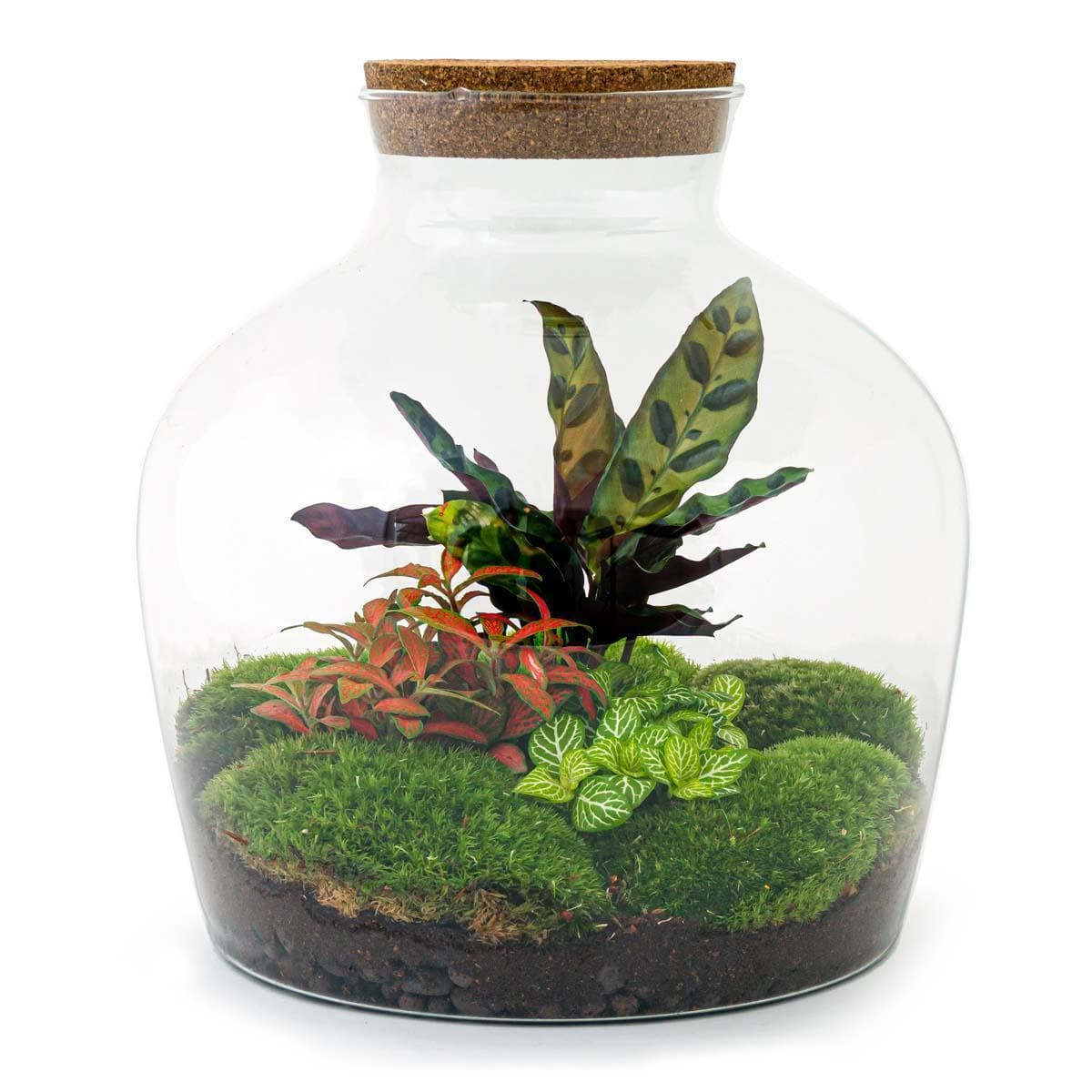 DIY Flaschengarten-Set "Fat Joe Rot" mit Premium Pflanzenauswahl & Gartenwerkzeug-Kit (Rechen + Schaufel + Pinzette + Schere)– Höhe: 30 cm – Pflegeleichtes Mini-Ökosystem Terrarium Pflanzen - grüne-wurzel