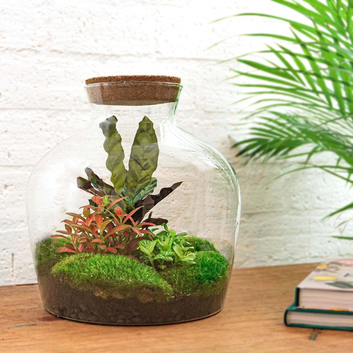 DIY Flaschengarten-Set "Fat Joe Rot" mit Premium Pflanzenauswahl & Gartenwerkzeug-Kit (Rechen + Schaufel + Pinzette + Schere)– Höhe: 30 cm – Pflegeleichtes Mini-Ökosystem Terrarium Pflanzen - grüne-wurzel