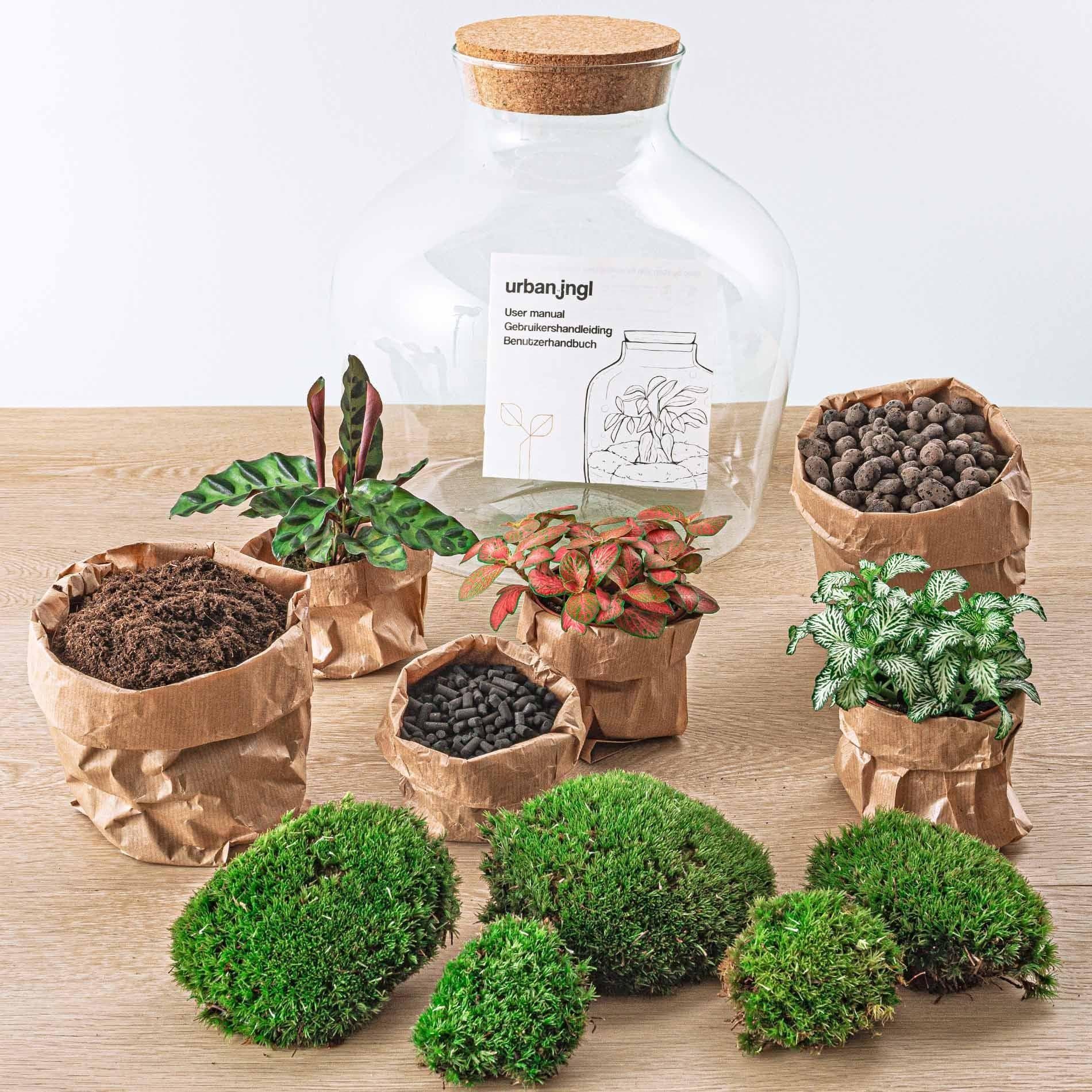 DIY Flaschengarten-Set "Fat Joe Rot" mit Premium Pflanzenauswahl & Gartenwerkzeug-Kit (Rechen + Schaufel + Pinzette + Schere)– Höhe: 30 cm – Pflegeleichtes Mini-Ökosystem Terrarium Pflanzen - grüne-wurzel