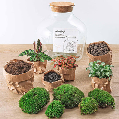 DIY Flaschengarten-Set "Fat Joe Rot" mit Premium Pflanzenauswahl & Gartenwerkzeug-Kit (Rechen + Schaufel + Pinzette + Schere)– Höhe: 30 cm – Pflegeleichtes Mini-Ökosystem Terrarium Pflanzen - grüne-wurzel