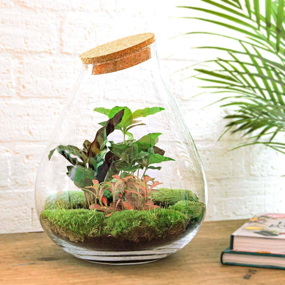 DIY Flaschengarten Terrarium Set "Drop XL Rot" – 37 cm – mit Coffea Arabica, Calathea Lancifolia, roter Fittonia und Gartenwerkzeug-Kit (Rechen + Schaufel) Pflanzen - grüne-wurzel