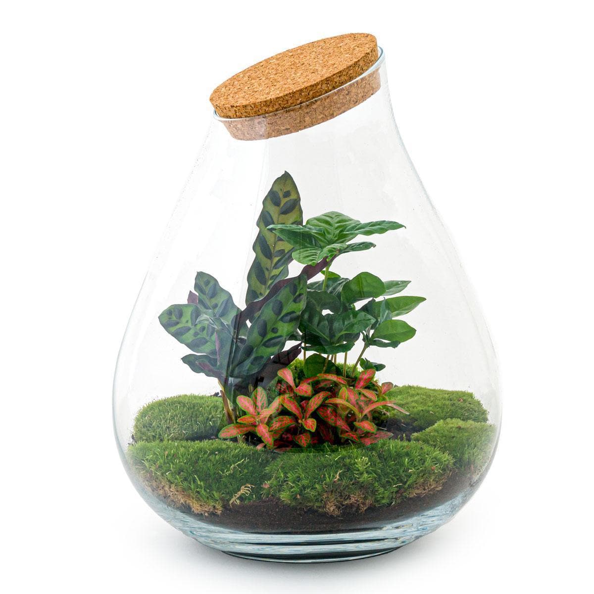 DIY Flaschengarten Terrarium Set "Drop XL Rot" – 37 cm – mit Coffea Arabica, Calathea Lancifolia, roter Fittonia und Gartenwerkzeug-Kit (Rechen + Schaufel) Pflanzen - grüne-wurzel