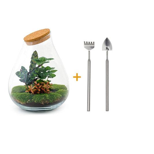 DIY Flaschengarten Terrarium Set "Drop XL Rot" – 37 cm – mit Coffea Arabica, Calathea Lancifolia, roter Fittonia und Gartenwerkzeug-Kit (Rechen + Schaufel) Pflanzen - grüne-wurzel