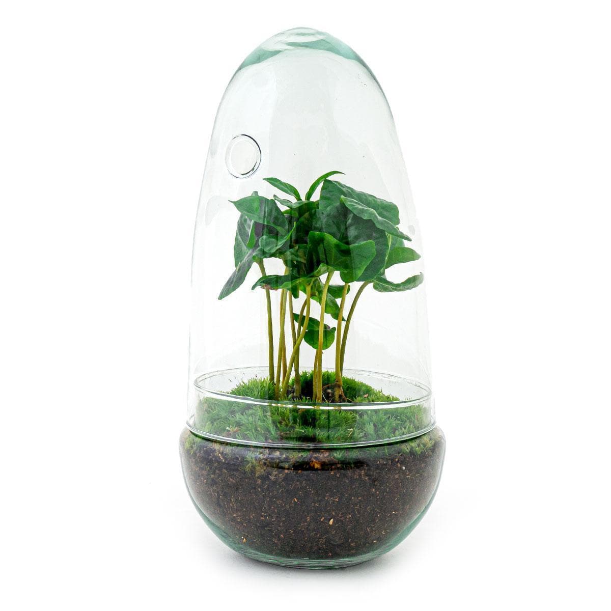 DIY Flaschengarten Terrarium Set "Ei Coffea Arabica" – Selbstbewässerndes Ökosystem – 25 cm Höhe Pflanzen - grüne-wurzel