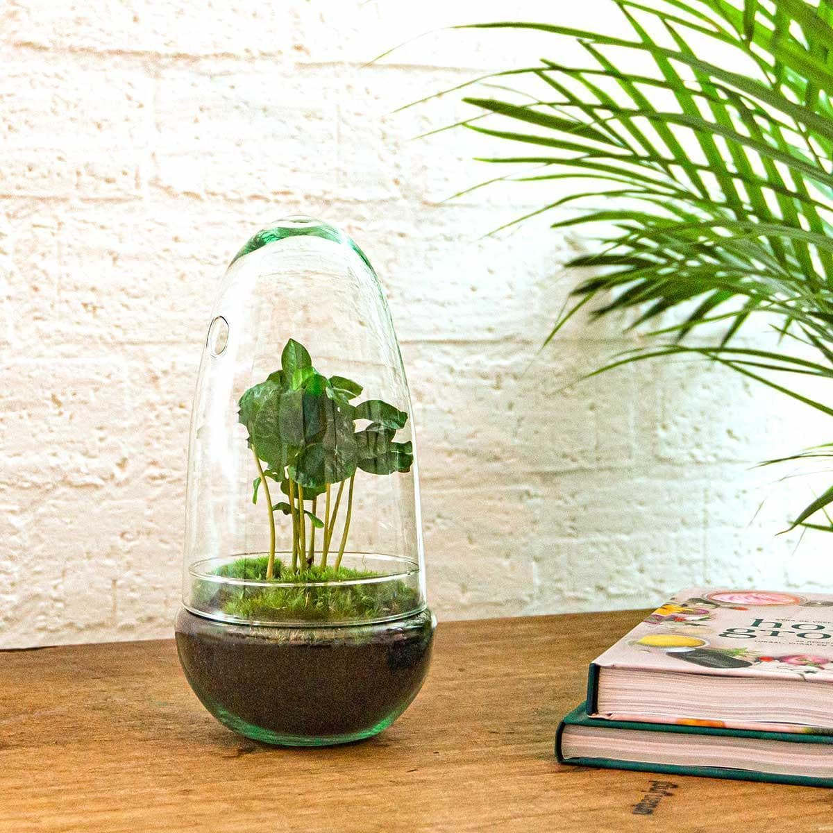 DIY Flaschengarten Terrarium Set "Ei Coffea Arabica" – Selbstbewässerndes Ökosystem – 25 cm Höhe Pflanzen - grüne-wurzel