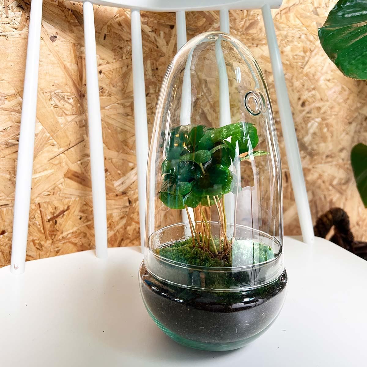 DIY Flaschengarten Terrarium Set "Ei Coffea Arabica" – Selbstbewässerndes Ökosystem – 25 cm Höhe Pflanzen - grüne-wurzel