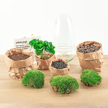 DIY Flaschengarten Terrarium Set "Ei Coffea Arabica" – Selbstbewässerndes Ökosystem – 25 cm Höhe Pflanzen - grüne-wurzel