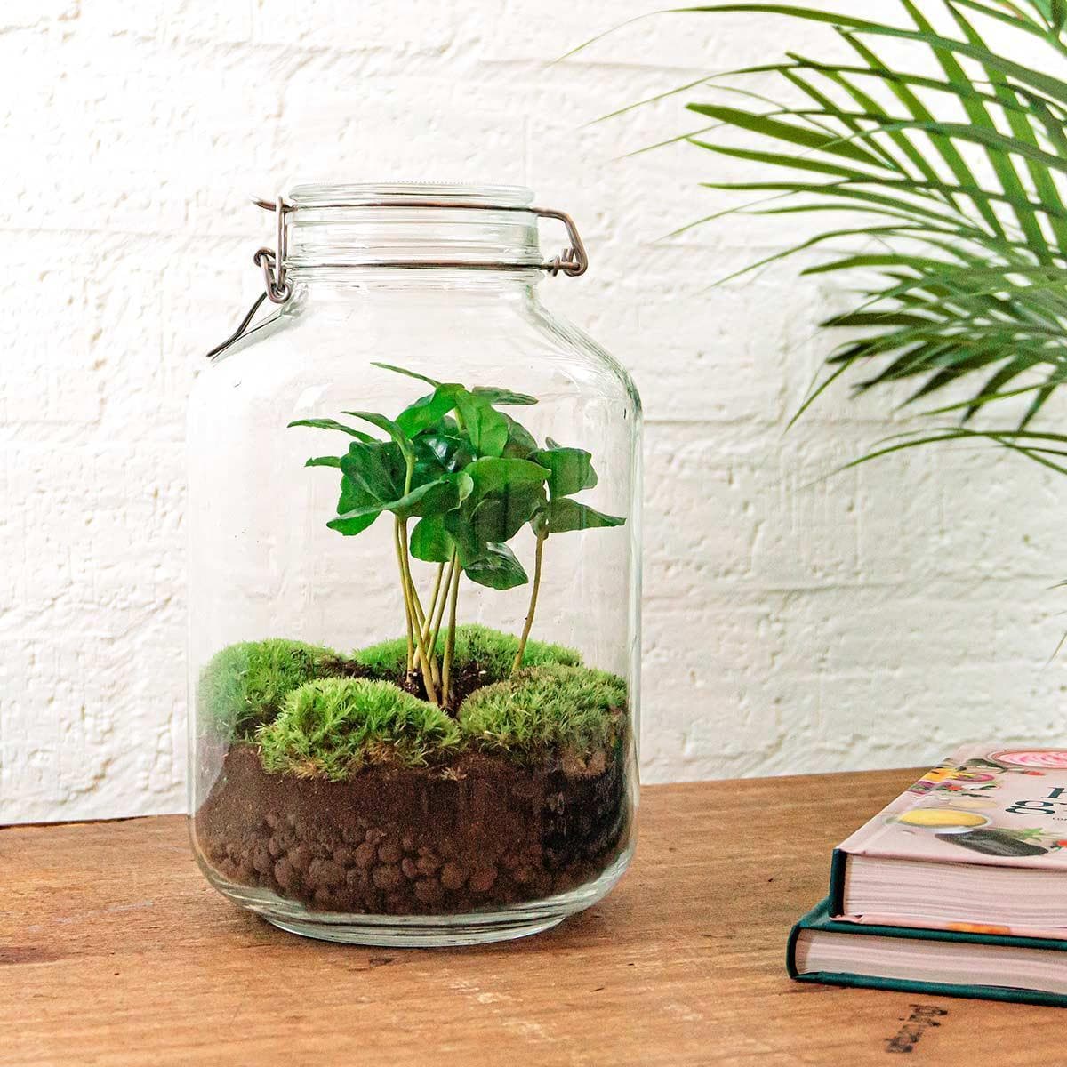 DIY Flaschengarten Terrarium Set mit Gartenwerkzeug-Kit (Rechen + Schaufel + Pinzette + Schere) - Coffea Arabica - Höhe: 28 cm - grüne-wurzel