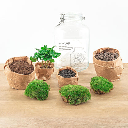 DIY Flaschengarten Terrarium Set mit Gartenwerkzeug-Kit (Rechen + Schaufel + Pinzette + Schere) - Coffea Arabica - Höhe: 28 cm - grüne-wurzel