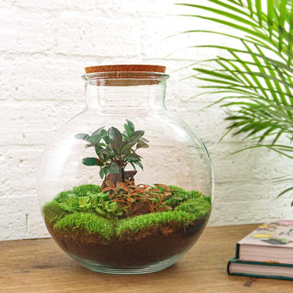 DIY Flaschengarten Terrarium Set 'Zen Bonsai' mit Premium-Werkzeugen – 30 cm Glas Biotop mit Ficus Bonsai und Zubehör Rechen + Schaufel + Pinzette - grüne-wurzel