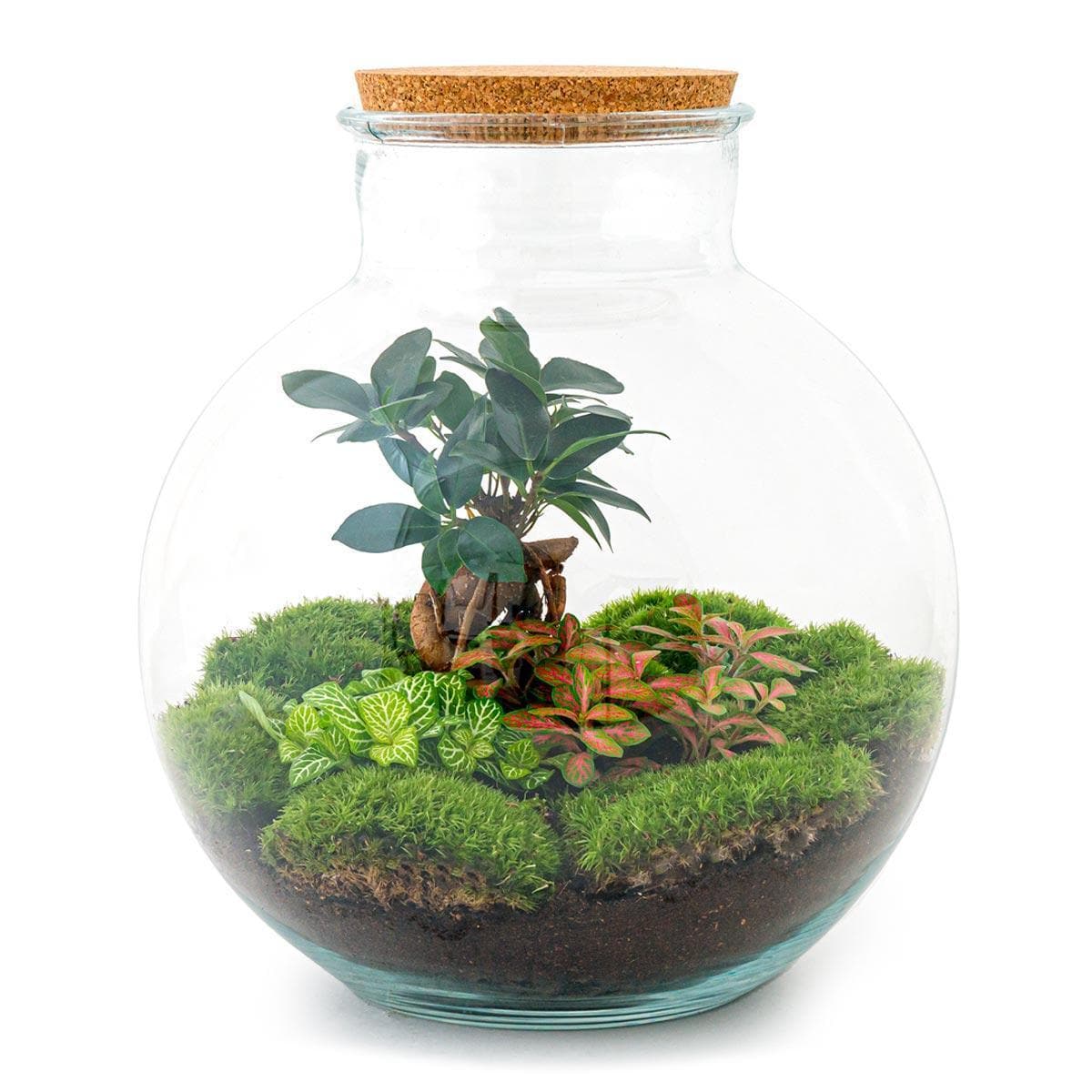 DIY Flaschengarten Terrarium Set 'Zen Bonsai' mit Premium-Werkzeugen – 30 cm Glas Biotop mit Ficus Bonsai und Zubehör Rechen + Schaufel + Pinzette - grüne-wurzel