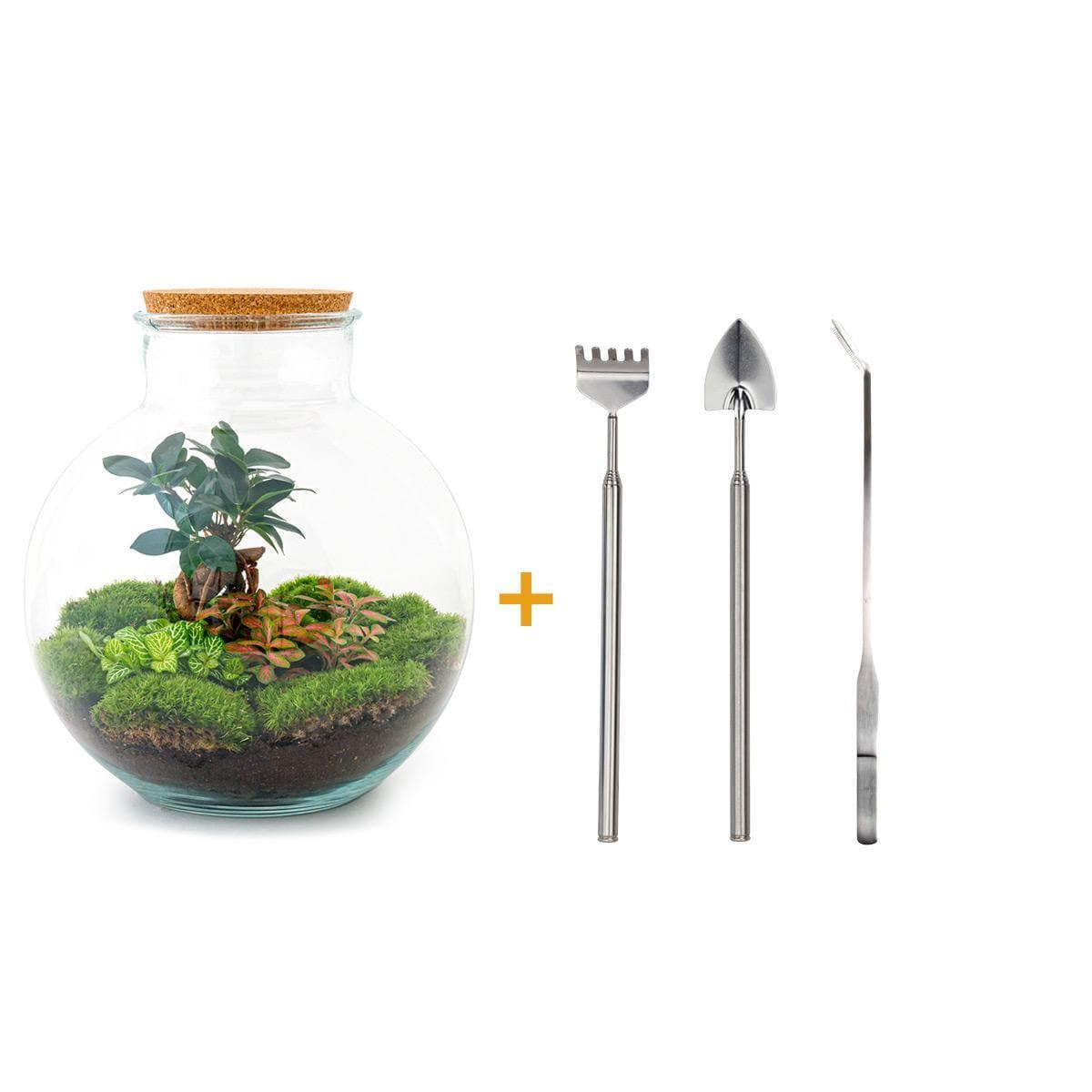 DIY Flaschengarten Terrarium Set 'Zen Bonsai' mit Premium-Werkzeugen – 30 cm Glas Biotop mit Ficus Bonsai und Zubehör Rechen + Schaufel + Pinzette - grüne-wurzel