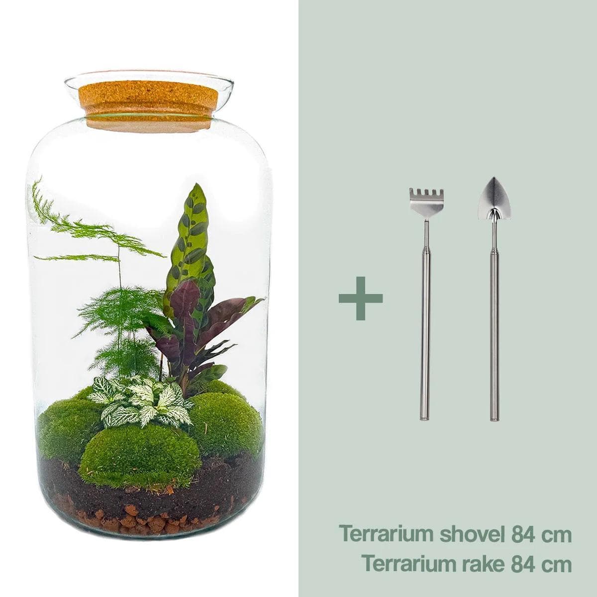 DIY Komplettset Flaschengarten 'Botanischer Sven XL' mit Gartenwerkzeug (Rechen + Schaufel) - 43cm Elegantes Selbstpflege-Ökosystem Terrarium Pflanzen - grüne-wurzel