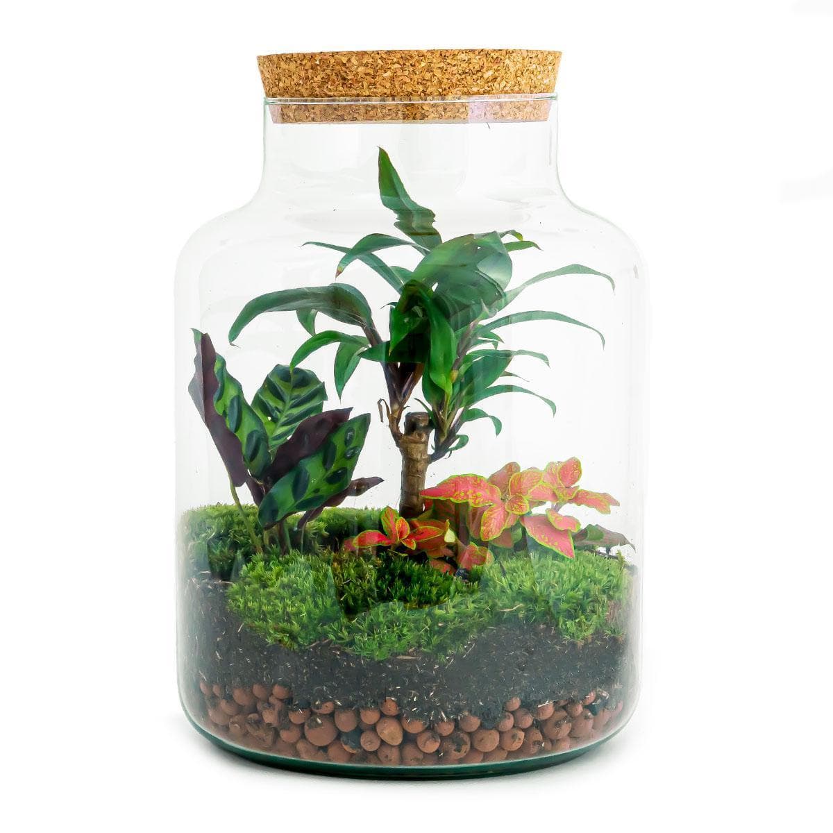 DIY-Terrarium-Kit "Oase Milchpalme" – Selbstpflegendes Mini-Ökosystem mit Mini-Palme, Calathea & Fittonia – 30 cm Flaschengarten - grüne-wurzel