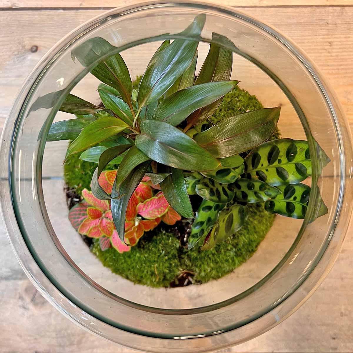 DIY-Terrarium-Kit "Oase Milchpalme" – Selbstpflegendes Mini-Ökosystem mit Mini-Palme, Calathea & Fittonia – 30 cm Flaschengarten - grüne-wurzel