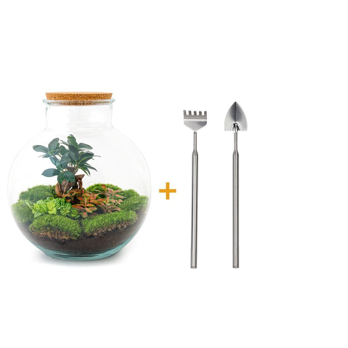 DIY Terrarium Set 'Bonsai Zen Garten' – Selbstpflegender Flaschengarten mit Werkzeugset Rechen + Schaufel – 30cm Pflanzen Bonsai Pflegeleicht - grüne-wurzel