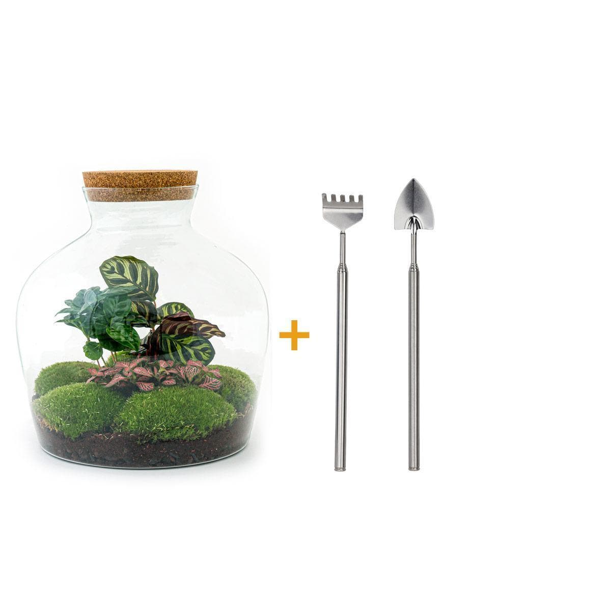 Eleganter DIY Flaschengarten "Fat Joe Coffea" mit Mini-Gartenwerkzeug-Set (Rechen + Schaufel), Ø 29cm, Höhe 30cm – Grünes Ökosystem für Zuhause Pflanzen Terrarium - grüne-wurzel