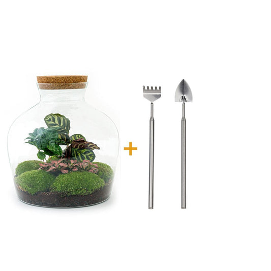 Eleganter DIY Flaschengarten "Fat Joe Coffea" mit Mini-Gartenwerkzeug-Set (Rechen + Schaufel), Ø 29cm, Höhe 30cm – Grünes Ökosystem für Zuhause Pflanzen Terrarium - grüne-wurzel