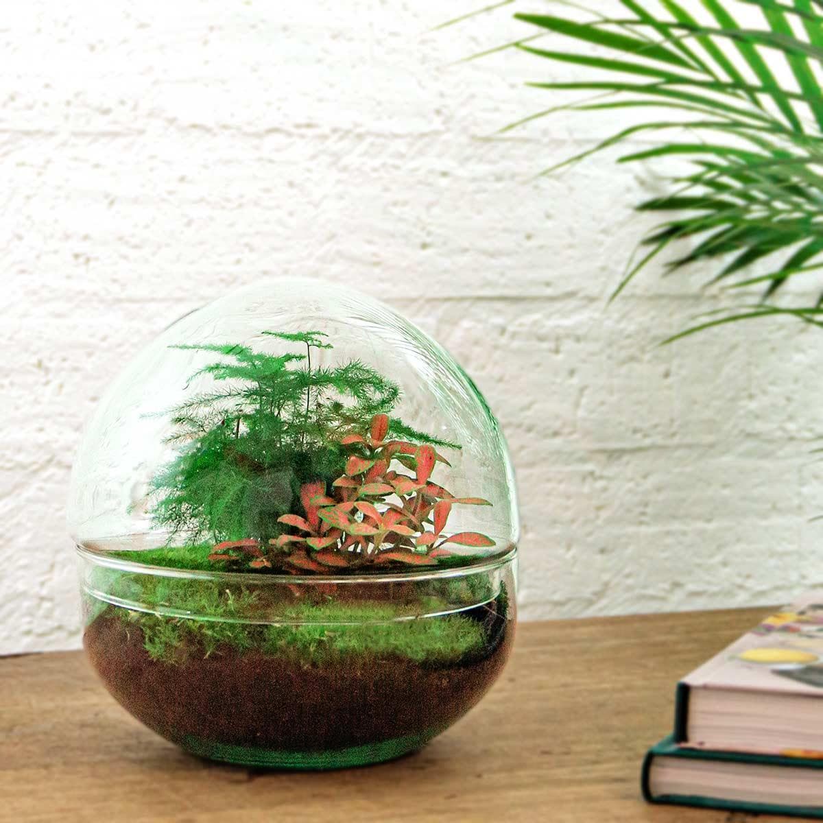 Elegantes DIY Flaschengarten Terrarium "Rote Kuppel" mit Premium Gartenwerkzeug-Set (Rechen, Schaufel, Pinzette, Schere), Ø 20cm, Höhe 20cm Pflanzen - grüne-wurzel