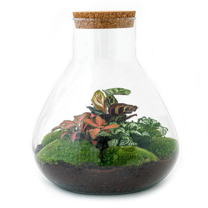 Exklusiver Flaschengarten "Sam XL Rot" – Elegantes Selbstversorgendes Terrarium mit Calathea & Fittonia – 35 cm - grüne-wurzel