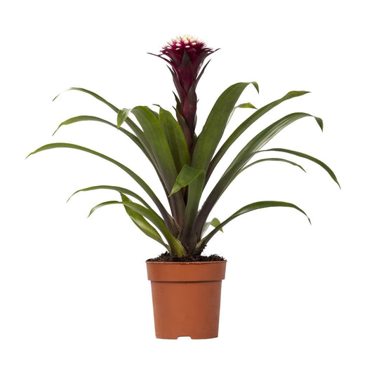 Exotische Guzmania 'Francesca' – Farbenfrohe Zimmerpflanze, 45cm Höhe  Ø12cm Druchmesser Rot Grün - grüne-wurzel