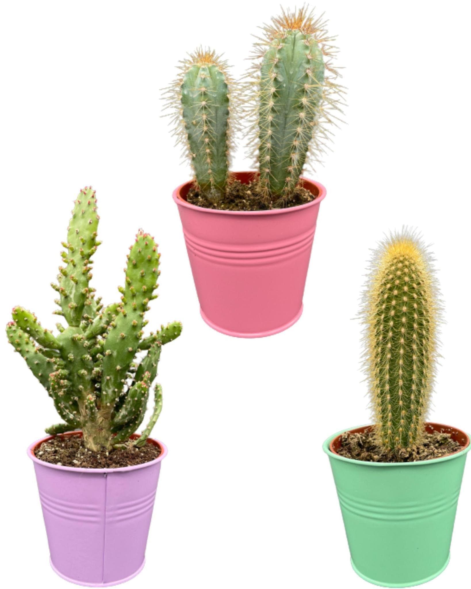 Farbenfroher Kaktus-Mix in bunten Zinktöpfen – Trio aus Pilosocereus Azureus, Opuntia Monacantha, Pilosocereus Chrysostele – Höhe 15-20 cm - grüne-wurzel