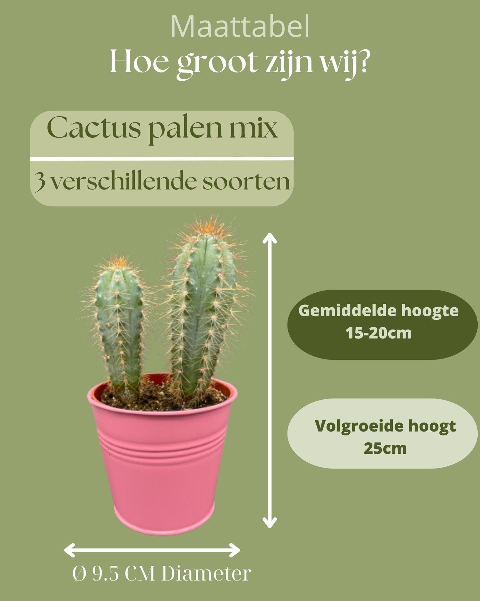 Farbenfroher Kaktus-Mix in bunten Zinktöpfen – Trio aus Pilosocereus Azureus, Opuntia Monacantha, Pilosocereus Chrysostele – Höhe 15-20 cm - grüne-wurzel