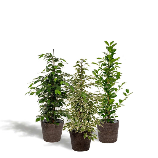 3er Set Zimmerpflanzen mit Korb - Ficus Benjamina Danielle + Ficus Benjamina Twilight + Ficus Microcarpa Moclame - Ø21cm - ↕95cm - grüne-wurzel