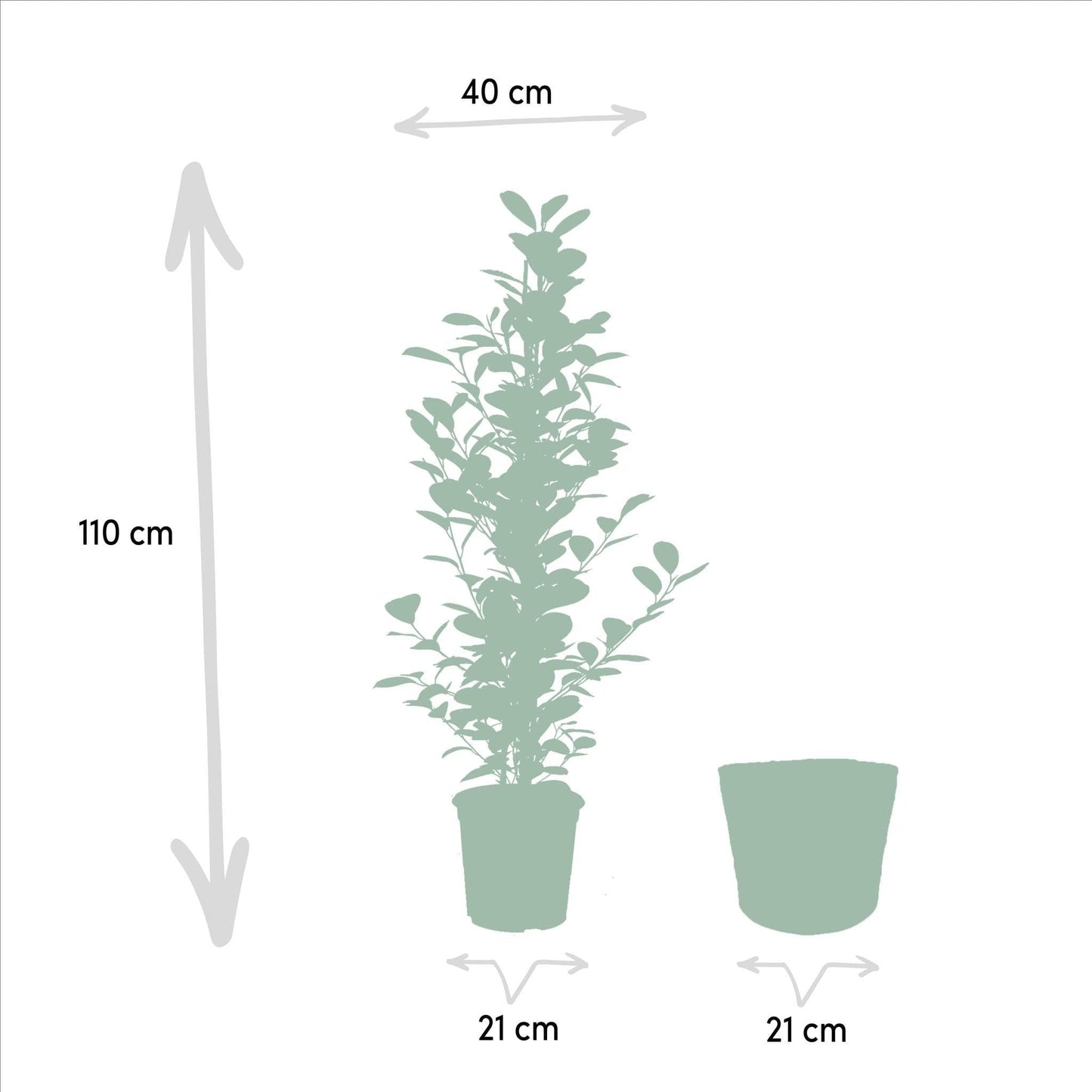 3er Set Zimmerpflanzen mit Korb - Ficus Benjamina Danielle + Ficus Benjamina Twilight + Ficus Microcarpa Moclame - Ø21cm - ↕95cm - grüne-wurzel