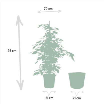 3er Set Zimmerpflanzen mit Korb - Ficus Benjamina Danielle + Ficus Benjamina Twilight + Ficus Microcarpa Moclame - Ø21cm - ↕95cm - grüne-wurzel