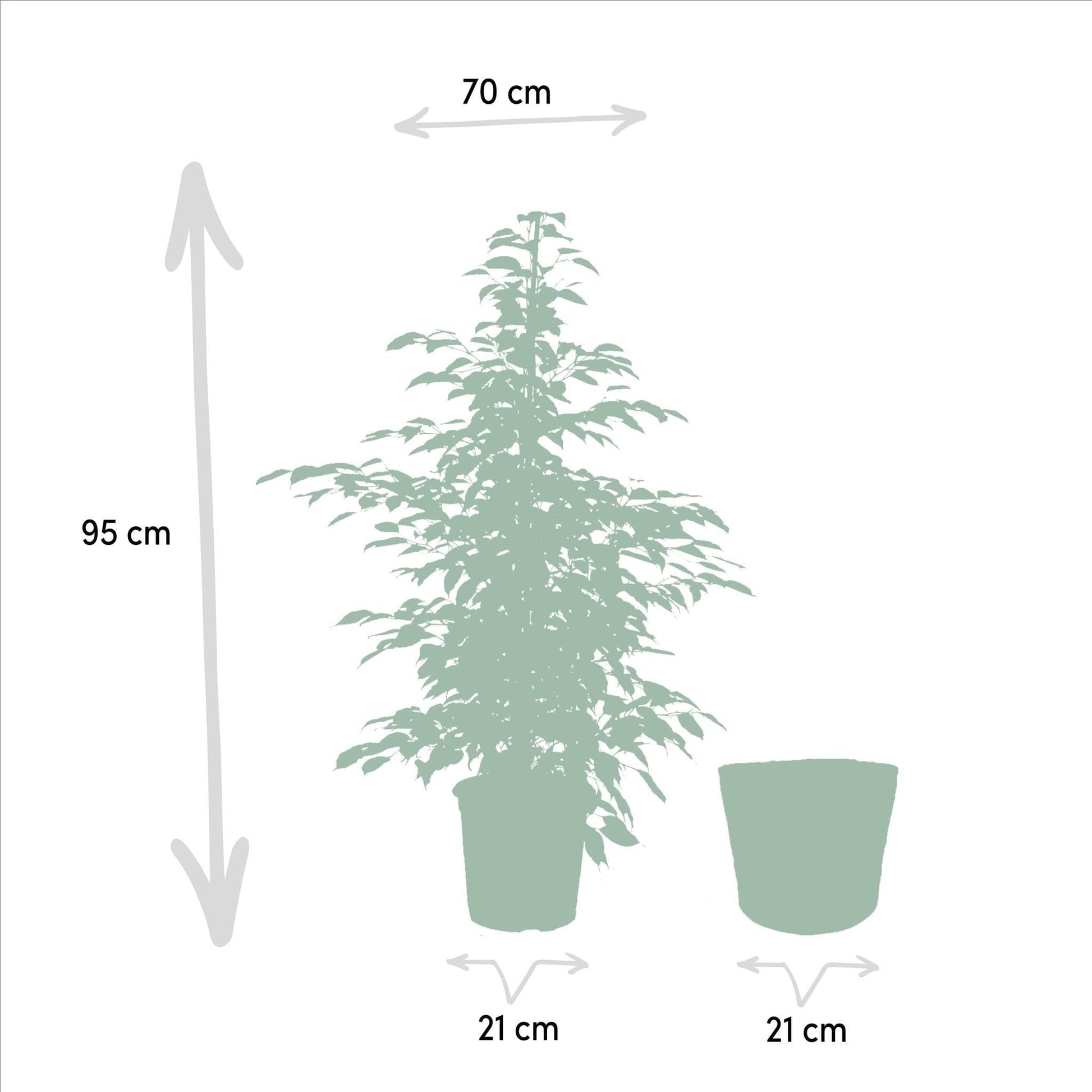 3er Set Zimmerpflanzen mit Korb - Ficus Benjamina Danielle + Ficus Benjamina Twilight + Ficus Microcarpa Moclame - Ø21cm - ↕95cm - grüne-wurzel